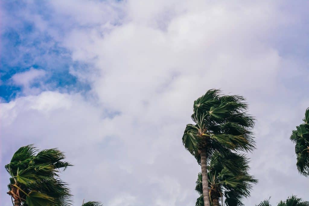 palm trees blowing in the wind on a cloudy day