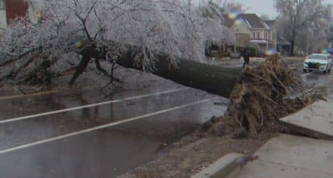 Ice Storm Damage