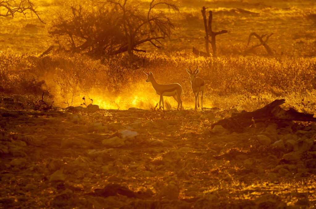 Wildfire Meteorology Case Analysis banner