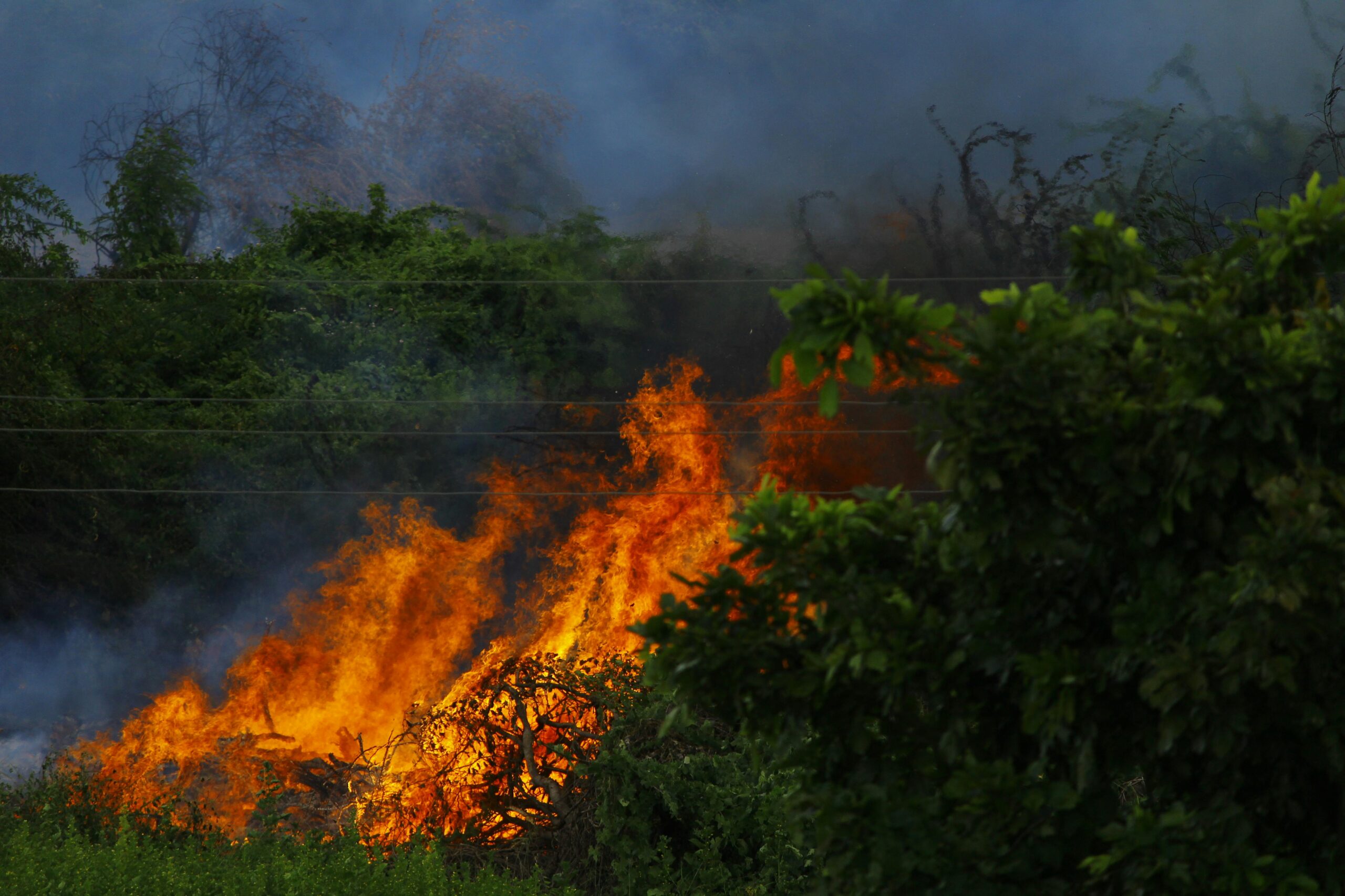 Trees burning due to wildfire: Wildfire expert witness